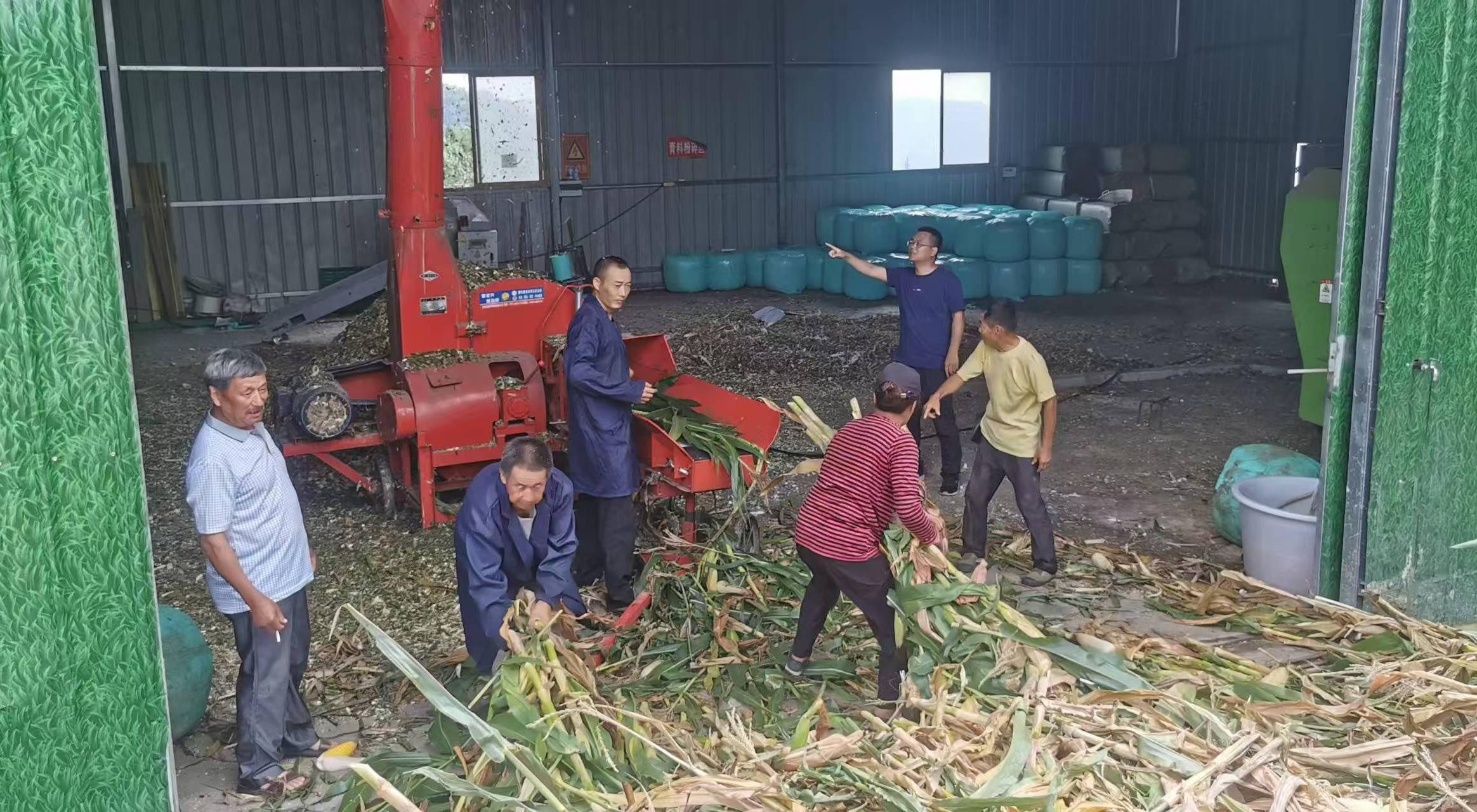 李杰超（右二）組織收購村民玉米、開展飼草加工